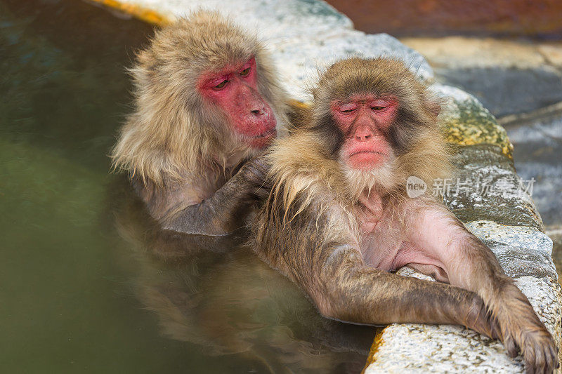 日本猕猴(Macaca fuscata)在北海道岛的火山泉(温泉)中互相梳理毛发